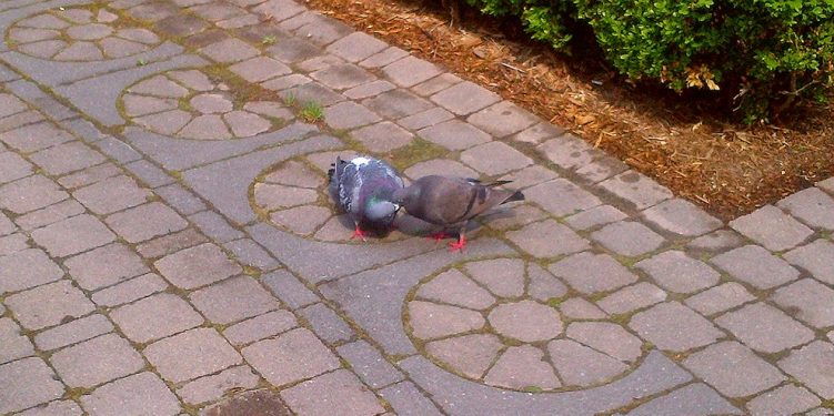 01 - PDA Pigeon Display of Affection - Toronto Public Labyrinth - Thursday May 26 2016